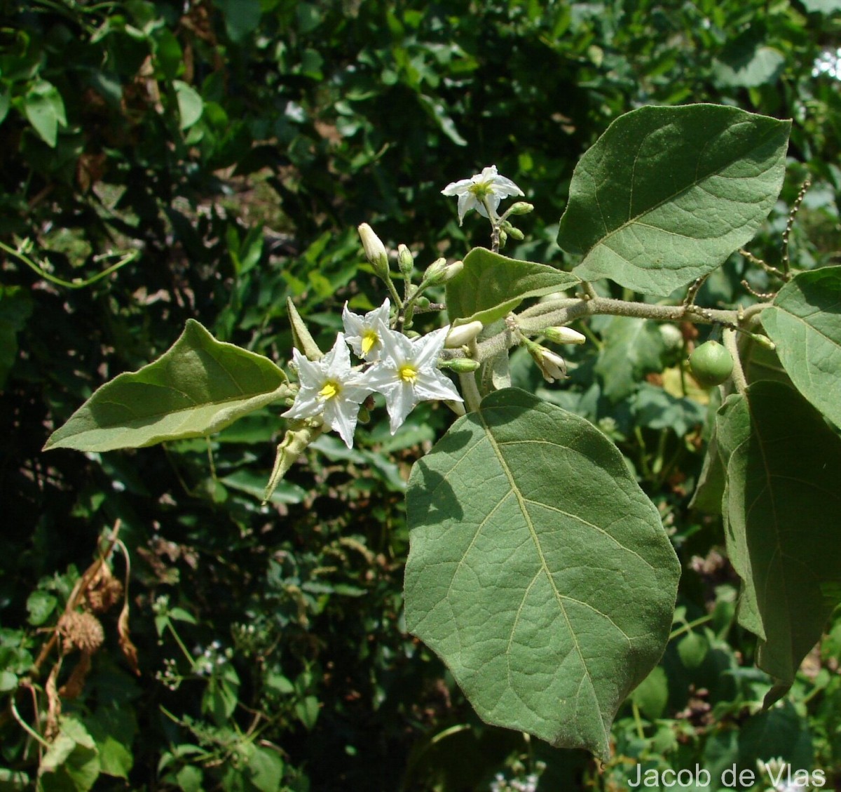 Solanum torvum Sw.